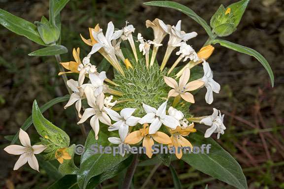 collomia grandiflora 3 graphic